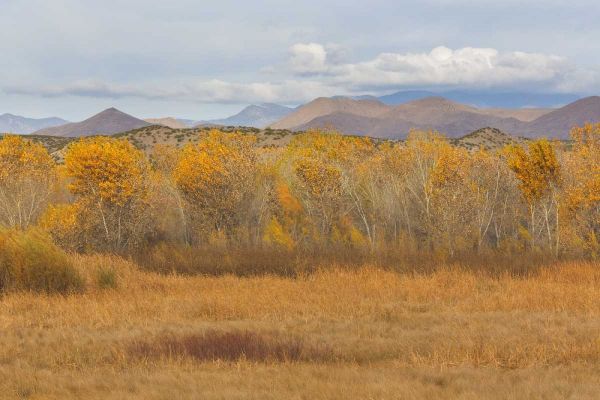 New Mexico Fall colors in grasses
